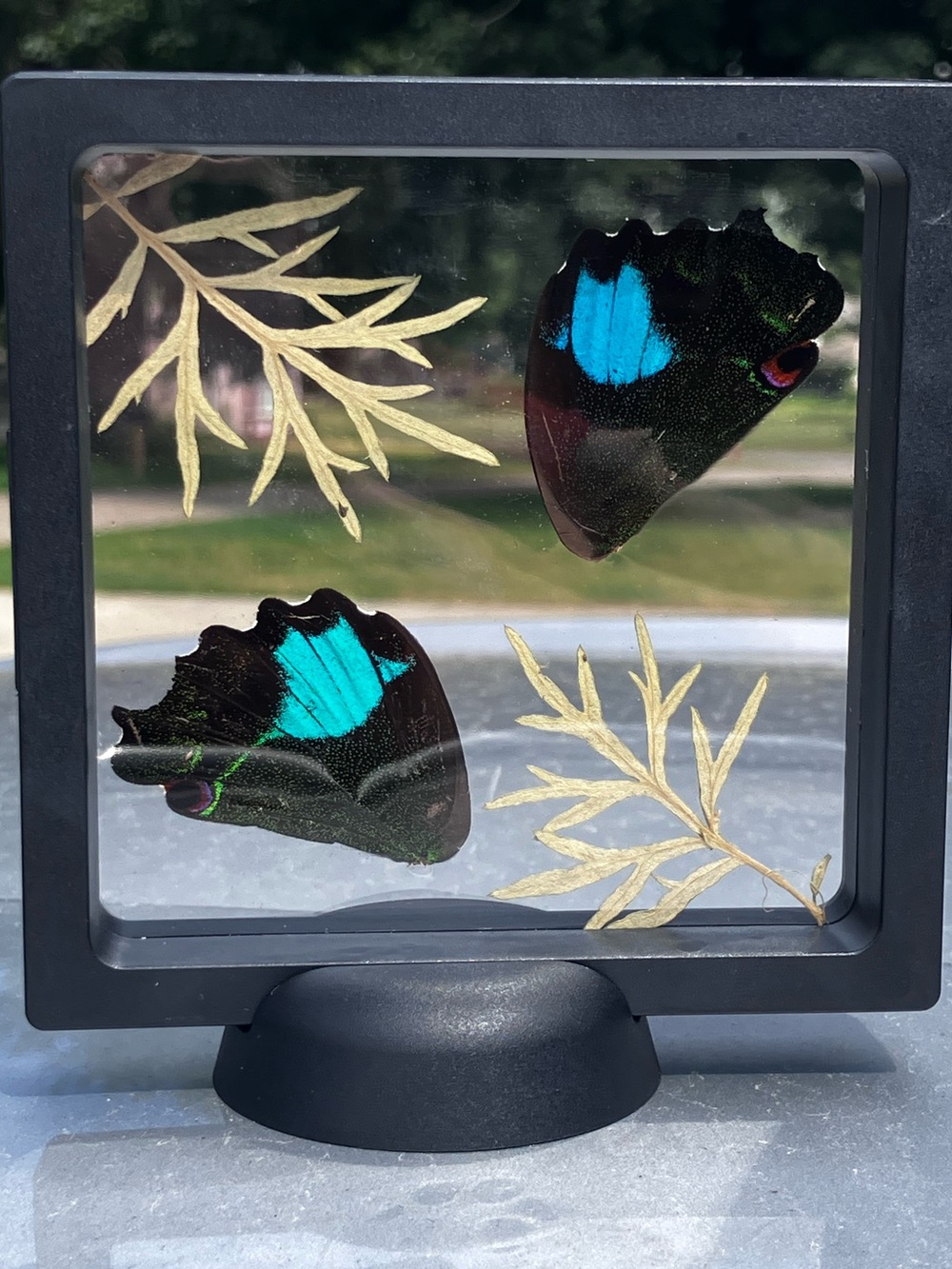 Real butterfly and dried leaves display